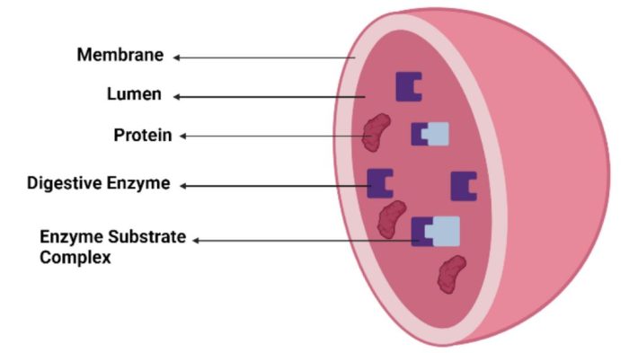 Which of the following is true of lysosomes