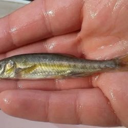 Freshwater minnow with fusiform body