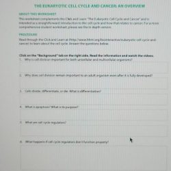 The eukaryotic cell cycle and cancer worksheet answers