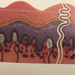 Label the structures of the integument in the epidermis